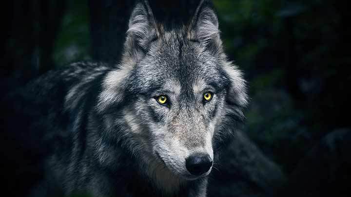 O cão de guarda de São João Bosco